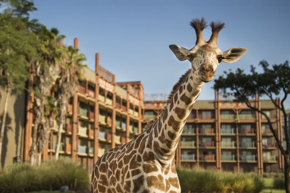 Disney's Animal Kingdom Lodge, photo 1