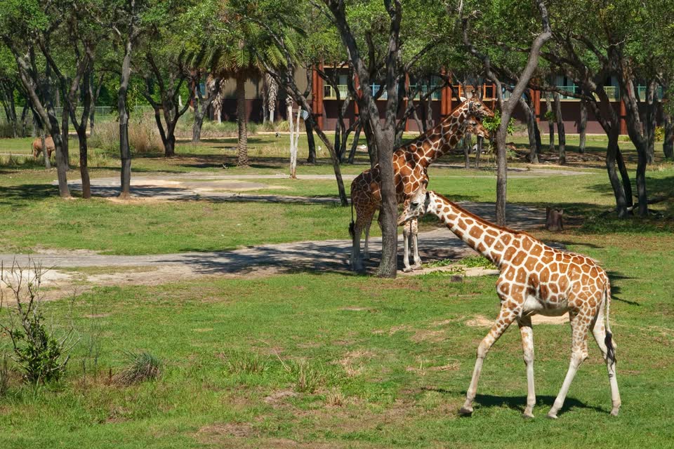 Disney's Animal Kingdom Lodge, photo 3