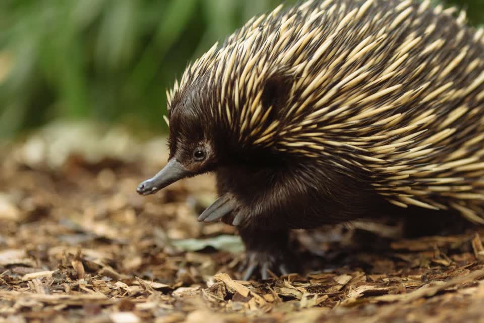 Wildlife Retreat at Taronga, photo 4